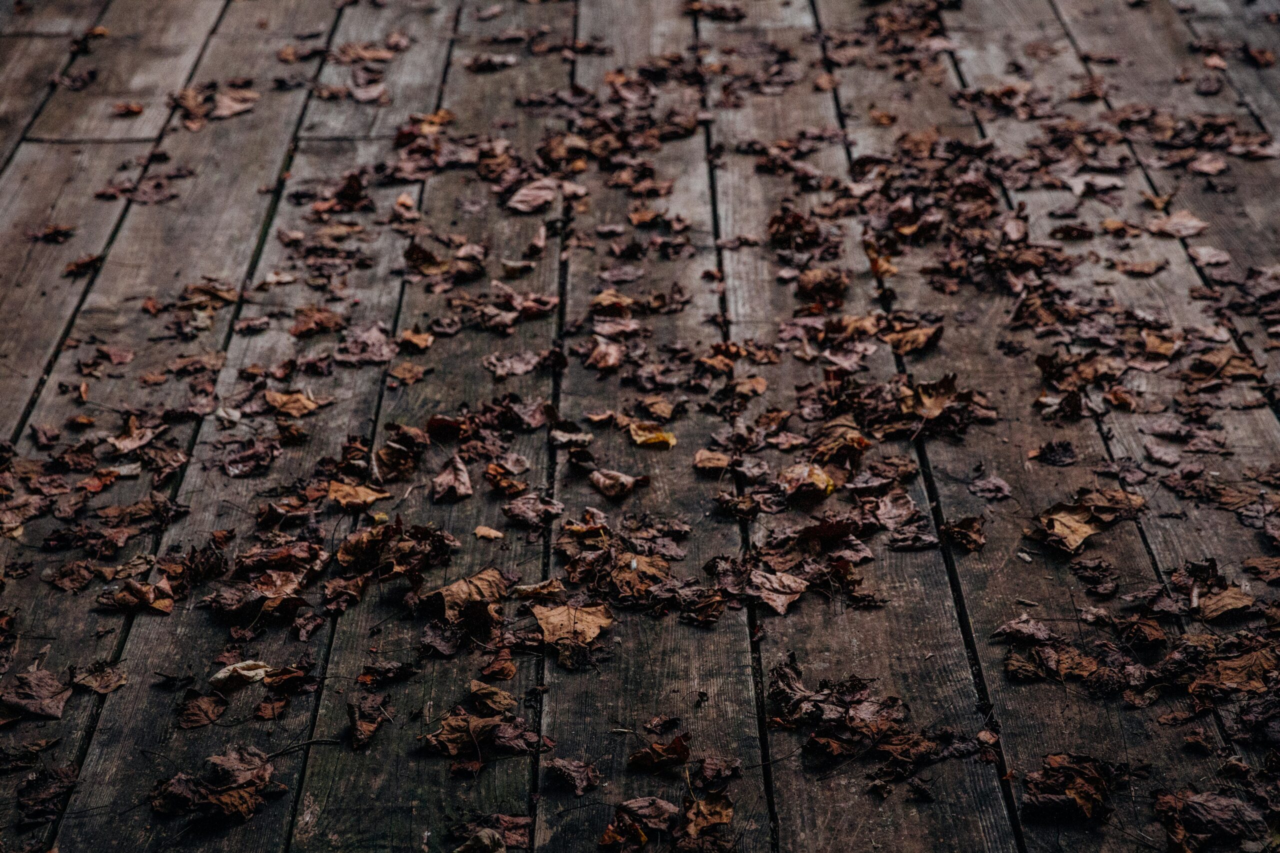 brown leaves on wooden floor
